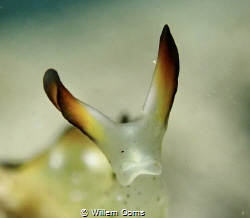 Look Up!
Elysia Marginata at dive site Malatapay, Zamboa... by Willem Ooms 
